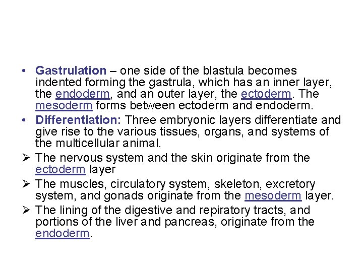  • Gastrulation – one side of the blastula becomes indented forming the gastrula,