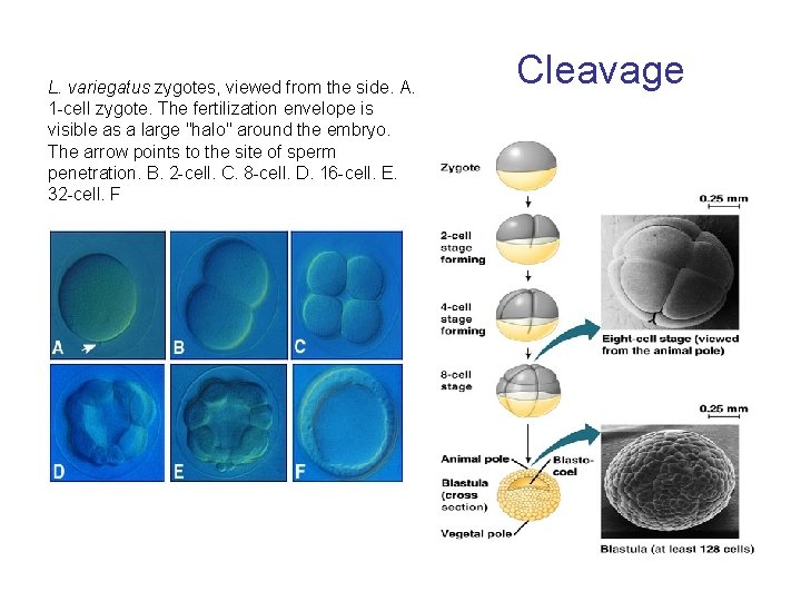 L. variegatus zygotes, viewed from the side. A. 1 -cell zygote. The fertilization envelope