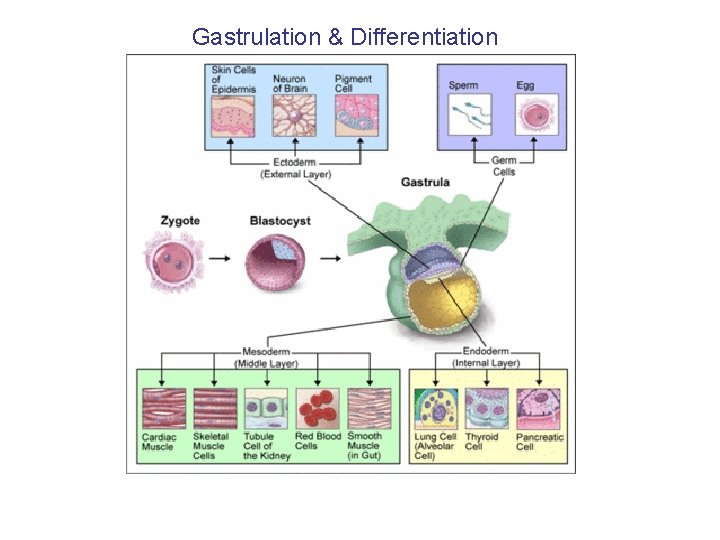 Gastrulation & Differentiation 