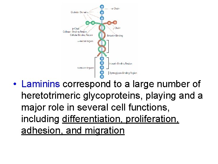  • Laminins correspond to a large number of heretotrimeric glycoproteins, playing and a