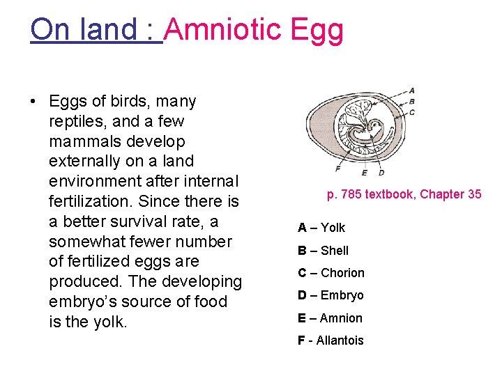 On land : Amniotic Egg • Eggs of birds, many reptiles, and a few