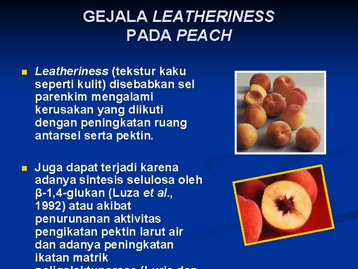 GEJALA LEATHERINESS PADA PEACH n Leatheriness (tekstur kaku seperti kulit) disebabkan sel parenkim mengalami