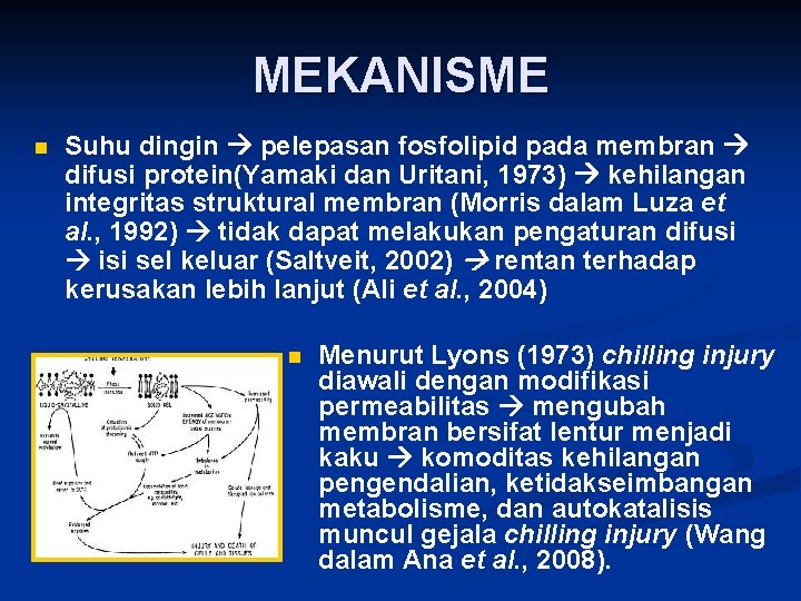 MEKANISME n Suhu dingin pelepasan fosfolipid pada membran difusi protein(Yamaki dan Uritani, 1973) kehilangan