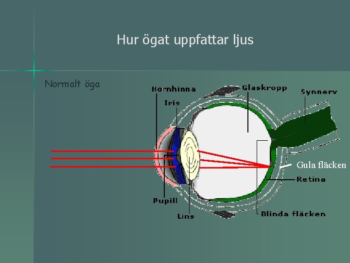 Hur ögat uppfattar ljus Normalt öga Gula fläcken 