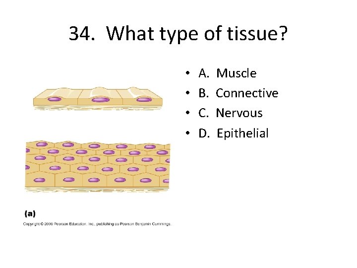 34. What type of tissue? • • A. B. C. D. Muscle Connective Nervous