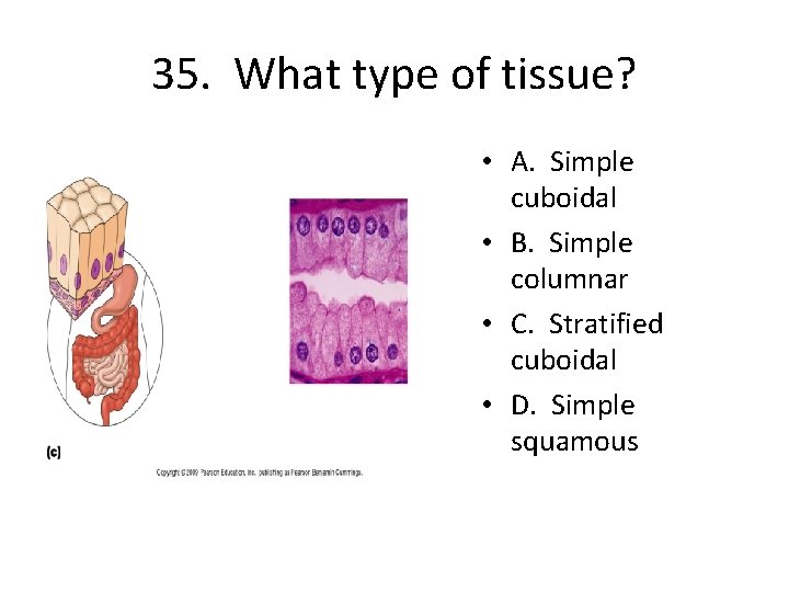 35. What type of tissue? • A. Simple cuboidal • B. Simple columnar •