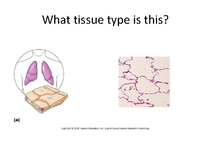 What tissue type is this? 