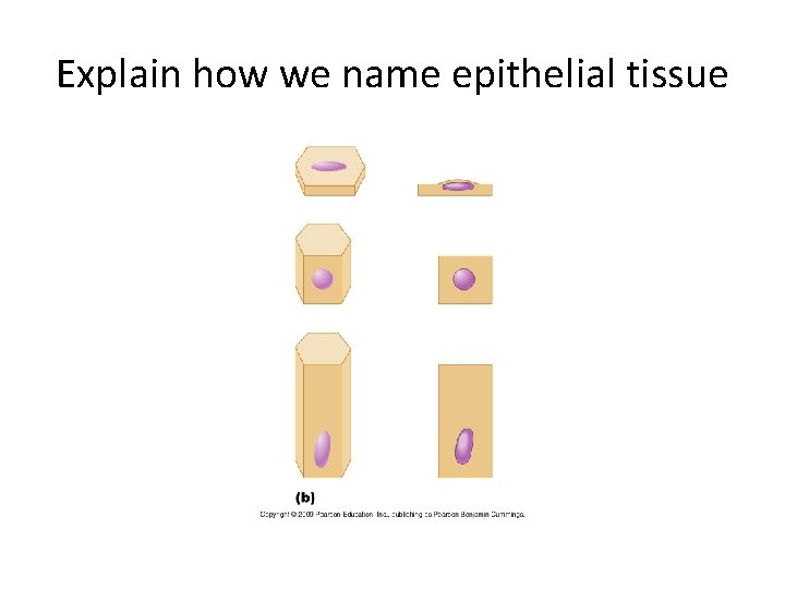 Explain how we name epithelial tissue 
