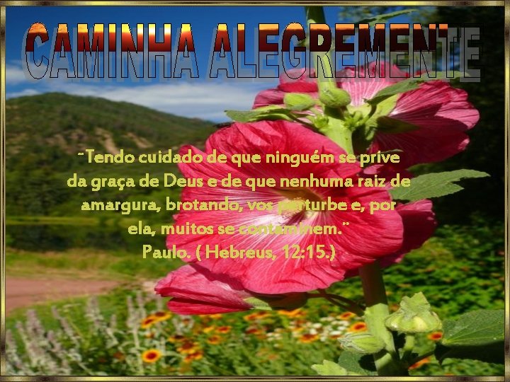 ¨Tendo cuidado de que ninguém se prive da graça de Deus e de que