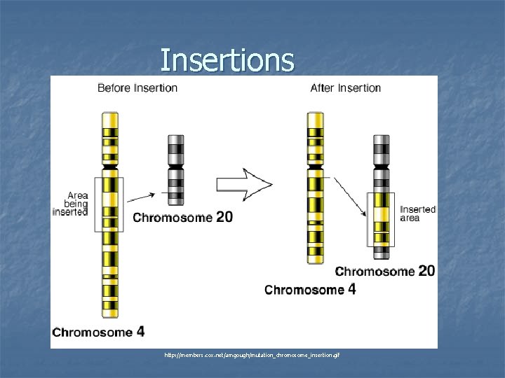 Insertions http: //members. cox. net/amgough/mutation_chromosome_insertion. gif 