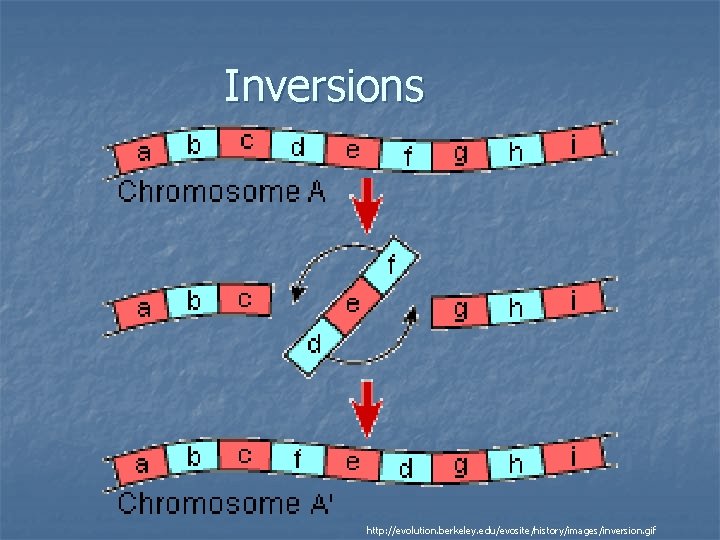 Inversions http: //evolution. berkeley. edu/evosite/history/images/inversion. gif 