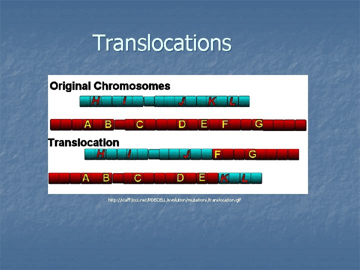 Translocations http: //staff. jccc. net/PDECELL/evolution/mutations/translocation. gif 