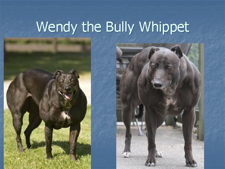 Wendy the Bully Whippet 