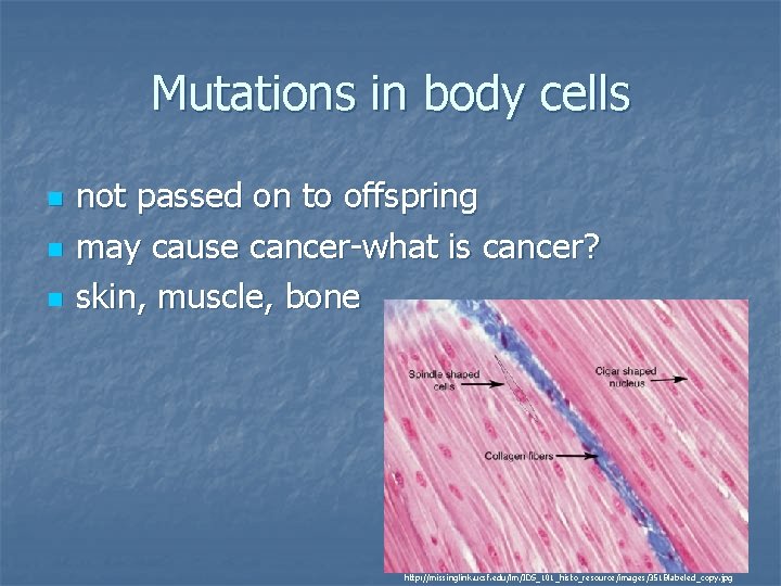 Mutations in body cells n not passed on to offspring may cause cancer-what is