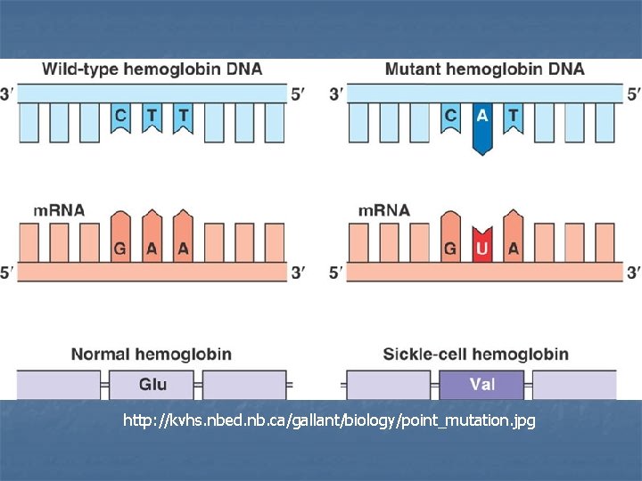 http: //kvhs. nbed. nb. ca/gallant/biology/point_mutation. jpg 