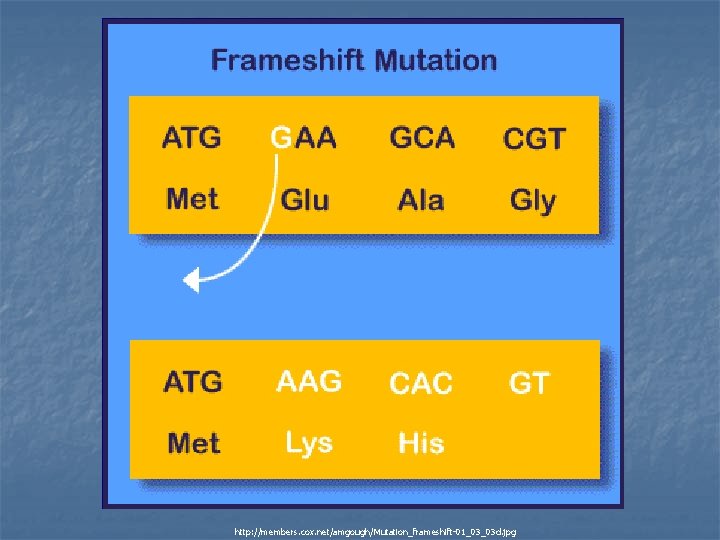 http: //members. cox. net/amgough/Mutation_frameshift-01_03_03 d. jpg 