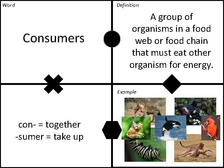 Word Definition Consumers A group of organisms in a food web or food chain Word Definition Consumers A group of organisms in a food web or food chain