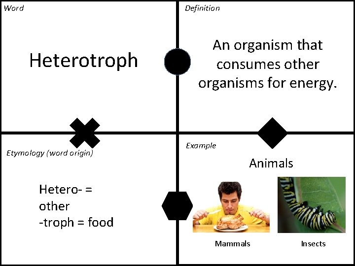 Word Definition Heterotroph Etymology (word origin) An organism that consumes other organisms for energy. Word Definition Heterotroph Etymology (word origin) An organism that consumes other organisms for energy.