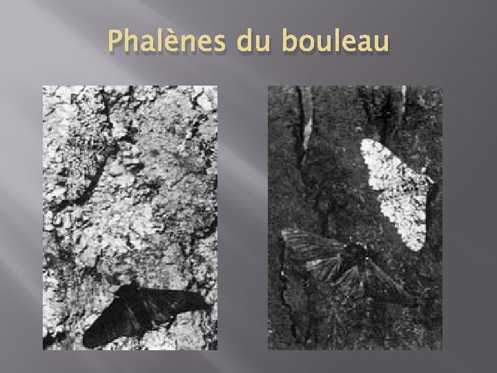 Phalènes du bouleau 