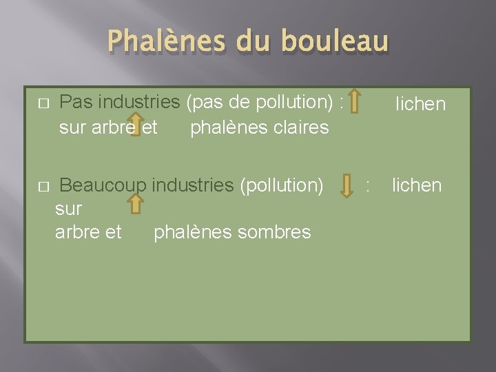 Phalènes du bouleau � � Pas industries (pas de pollution) : sur arbre et