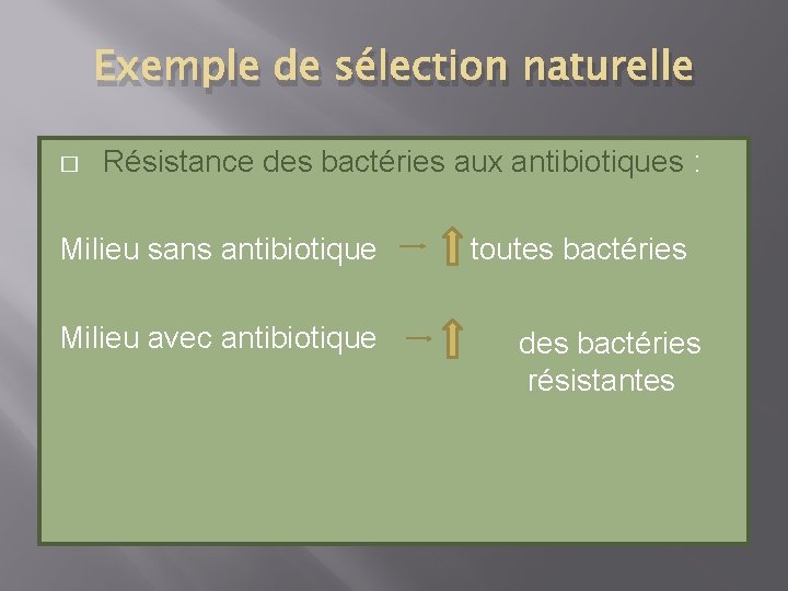 Exemple de sélection naturelle � Résistance des bactéries aux antibiotiques : Milieu sans antibiotique