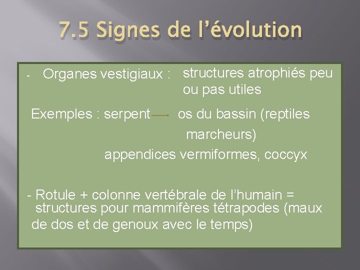 7. 5 Signes de l’évolution - Organes vestigiaux : structures atrophiés peu ou pas