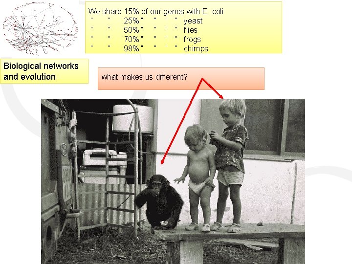 We share 15% of our genes with E. coli “ “ 25% “ “