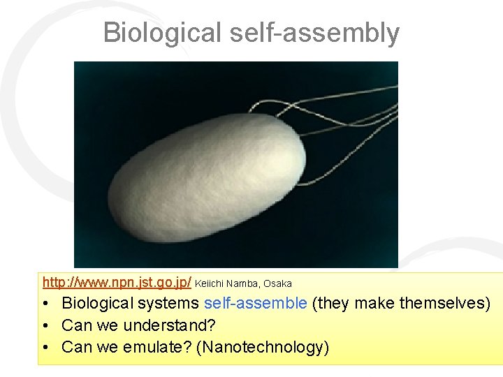 Biological self-assembly http: //www. npn. jst. go. jp/ Keiichi Namba, Osaka • Biological systems