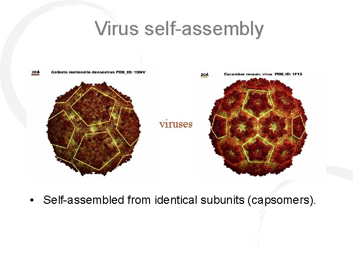 Virus self-assembly viruses • Self-assembled from identical subunits (capsomers). 