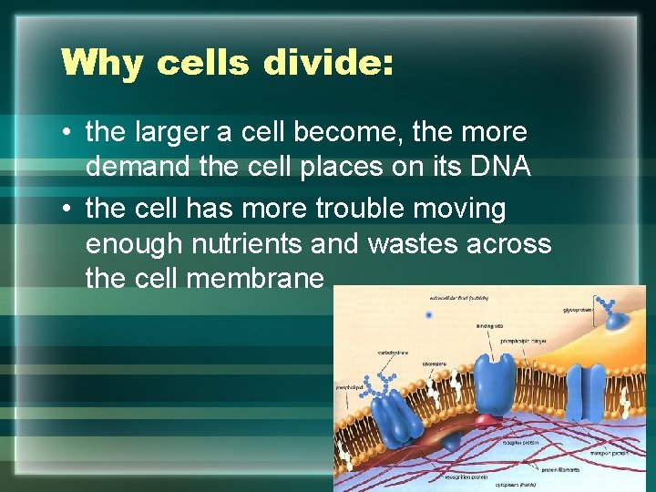 Why cells divide: • the larger a cell become, the more demand the cell