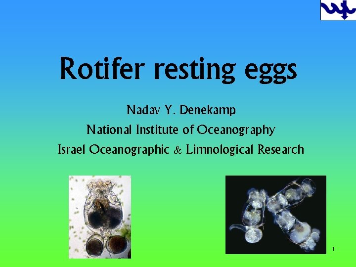 Rotifer resting eggs Nadav Y. Denekamp National Institute of Oceanography Israel Oceanographic & Limnological