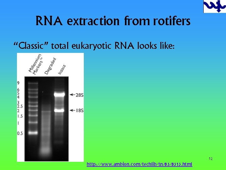 RNA extraction from rotifers “Classic” total eukaryotic RNA looks like: 12 http: //www. ambion.