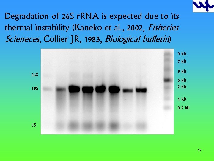Degradation of 26 S r. RNA is expected due to its thermal instability (Kaneko
