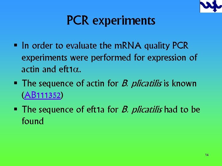 PCR experiments § In order to evaluate the m. RNA quality PCR experiments were