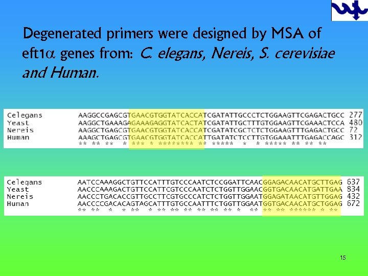 Degenerated primers were designed by MSA of eft 1 a genes from: C. elegans,