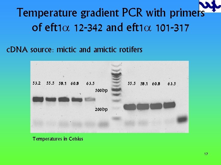 Temperature gradient PCR with primers of eft 1 a 12 -342 and eft 1