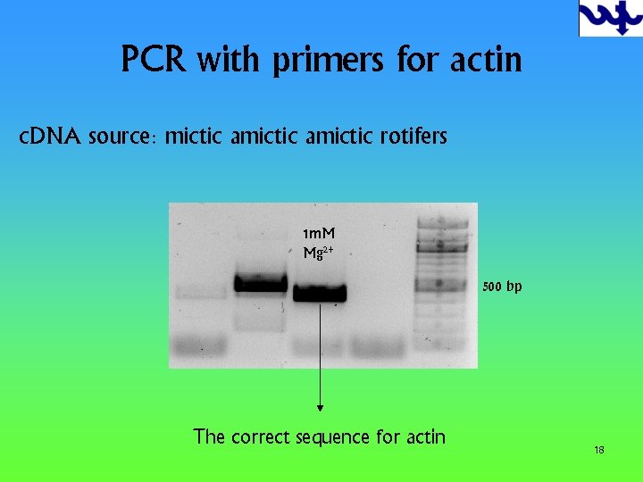 PCR with primers for actin c. DNA source: mictic amictic rotifers 1 m. M