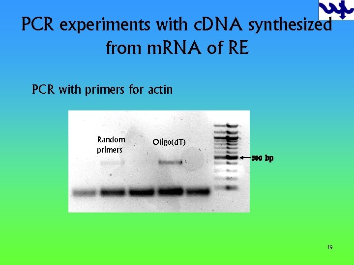 PCR experiments with c. DNA synthesized from m. RNA of RE PCR with primers