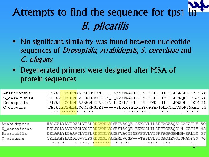 Attempts to find the sequence for tps 1 in B. plicatilis § No significant