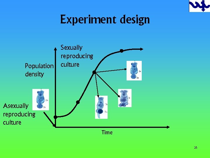 Experiment design Population density Sexually reproducing culture Asexually reproducing culture Time 26 