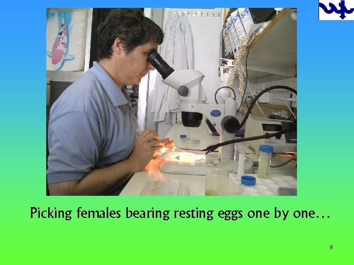 Picking females bearing resting eggs one by one… 8 