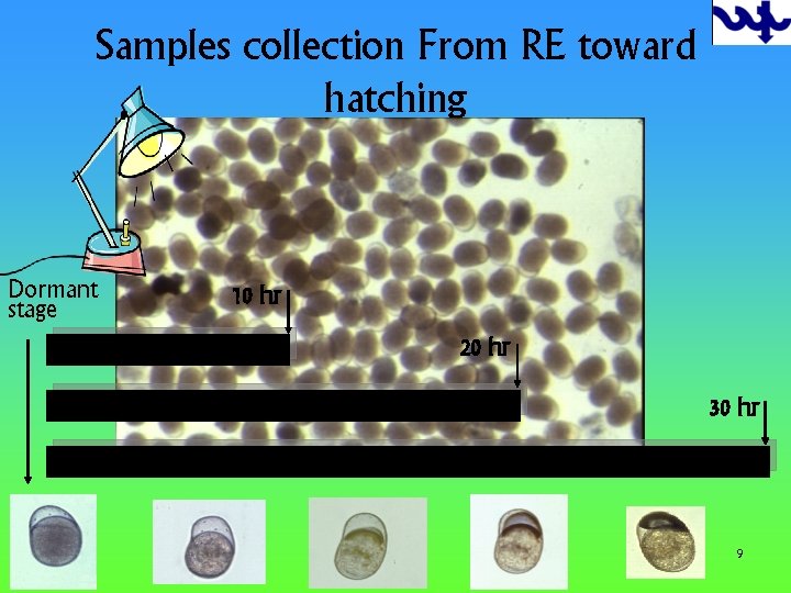 Samples collection From RE toward hatching Dormant stage 10 hr 20 hr 30 hr