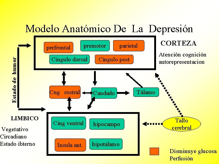 Modelo Anatómico De La Depresión Estado de humor prefrontal LIMBICO Vegetativo Circadiano Estado ibterno