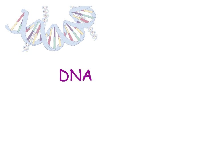 DNA 