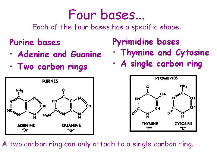 Four bases. . . Each of the four bases has a specific shape. Purine