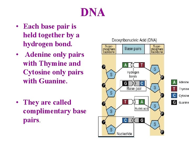 DNA • Each base pair is held together by a hydrogen bond. • Adenine