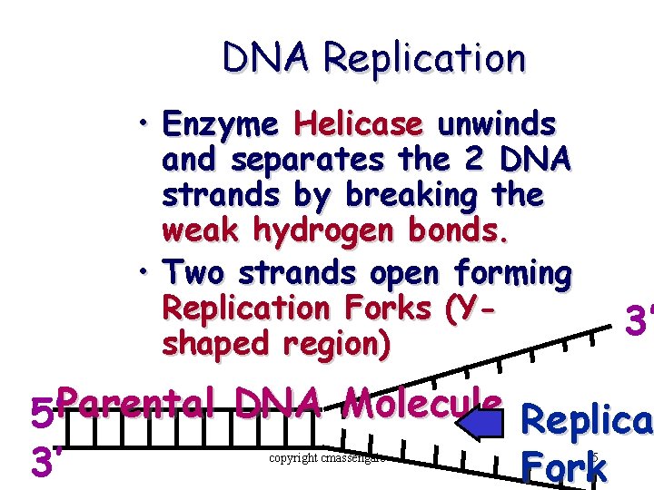 DNA Replication • Enzyme Helicase unwinds and separates the 2 DNA strands by breaking
