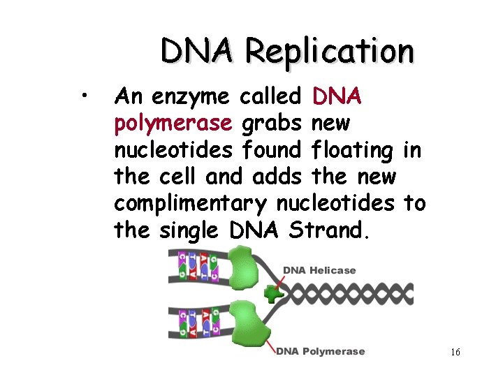 DNA Replication • An enzyme called DNA polymerase grabs new nucleotides found floating in