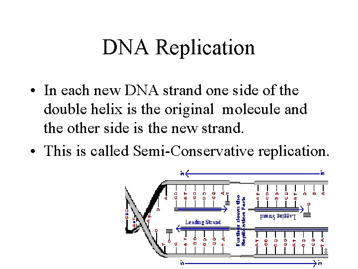 DNA Replication • In each new DNA strand one side of the double helix
