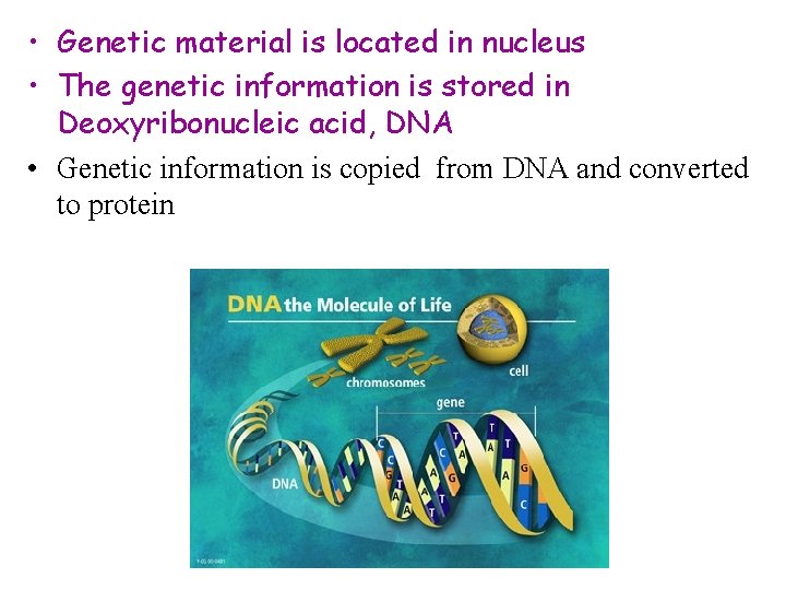  • Genetic material is located in nucleus • The genetic information is stored